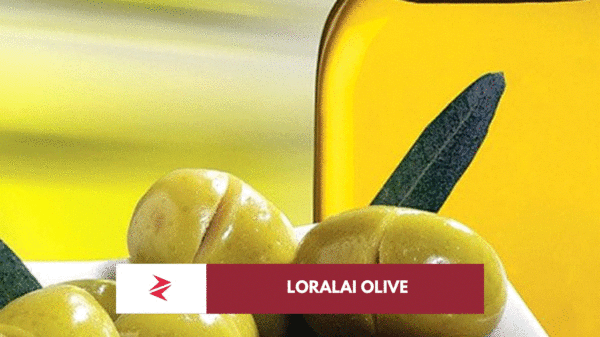 Pakistani extra virgin olive oil and olives representing Loralai Balochistan’s London IOOC 2026 gold medal milestone.
