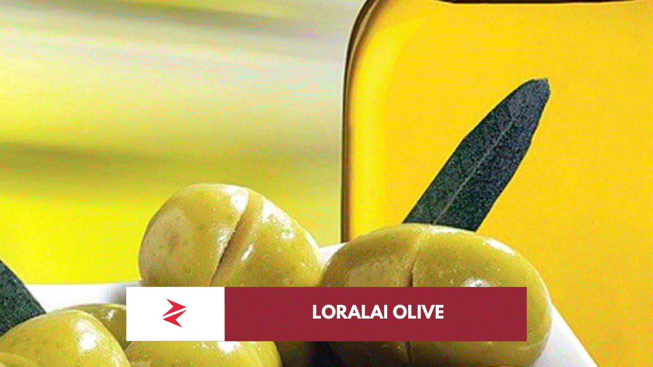 Pakistani extra virgin olive oil and olives representing Loralai Balochistan’s London IOOC 2026 gold medal milestone.