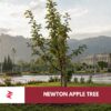Newton apple tree descendant planted at Pakistan’s national metrology laboratory in Islamabad